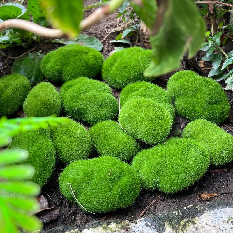 100/5 SZT. Sztuczne Kamienie z – Sphagnum Moss Dry recenzja i cena