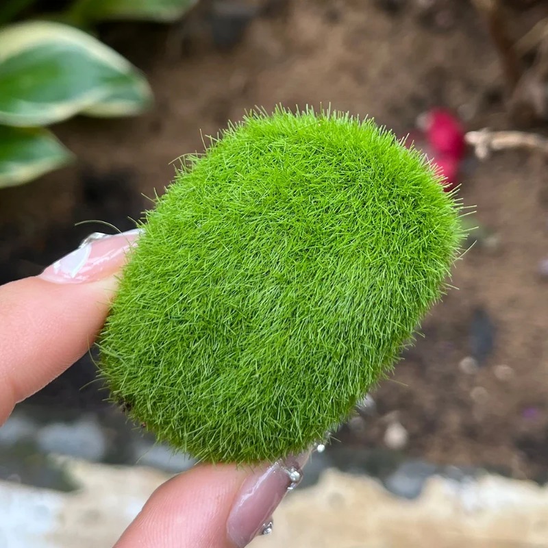100/5 SZT. Sztuczne Kamienie z – Sphagnum Moss Dry recenzja i cena
