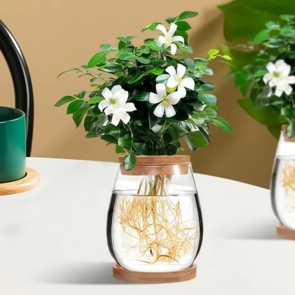 Przezroczysty hydroponiczny do – Propagation Station Vase recenzja i cena