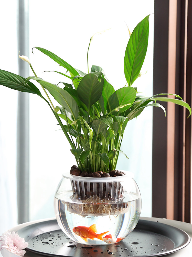 Hydroponiczny szklany wazon, s – Propagation Station Vase recenzja i cena